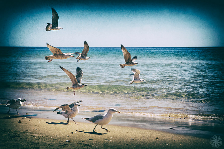 Salemal, Algarve, Portugal,seagulls, photo print, photo rental, photoshoot at your favorite location, photo session at the beach, jl-foto, rent a photo, intersensa, Jacqueline Lemmens