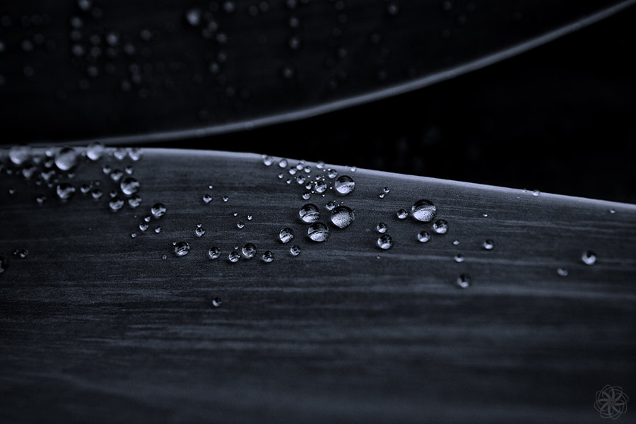 Drops, abstract, waterdrops, water, nature, agua, photo print, jl-foto, Jacqueline Lemmens