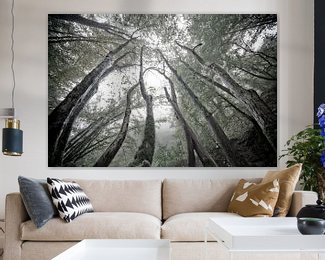 Mystic trees, photo rental, rent a photo